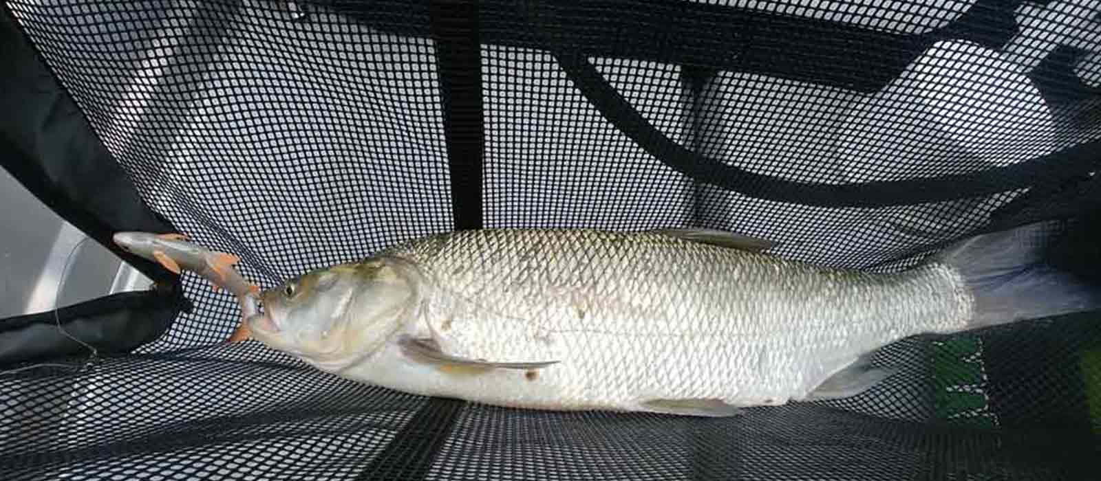 Roofblei_groot_kunstaas